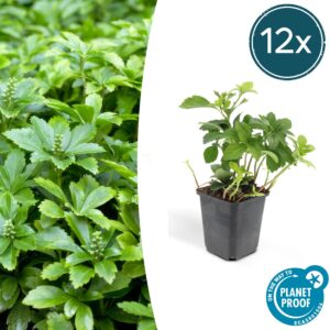 Pachysandra term. 'Green Carpet' | 12 stuks