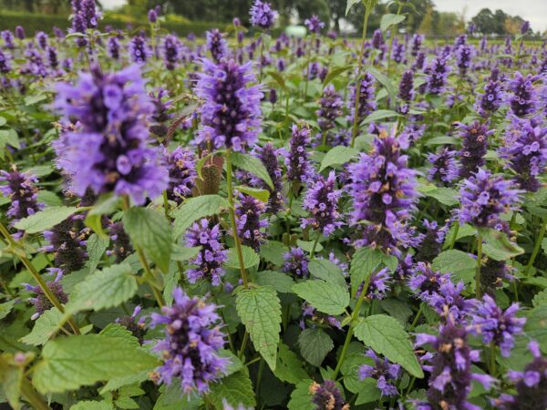 Agastache 'Blue Fortune' | 60 stuks