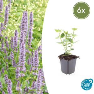 Agastache 'Blue Fortune' | 6 stuks