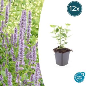 Agastache 'Blue Fortune' | 12 stuks