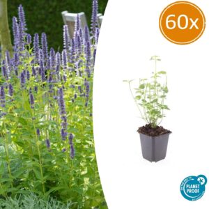 Agastache 'Black Adder' | 60 stuks