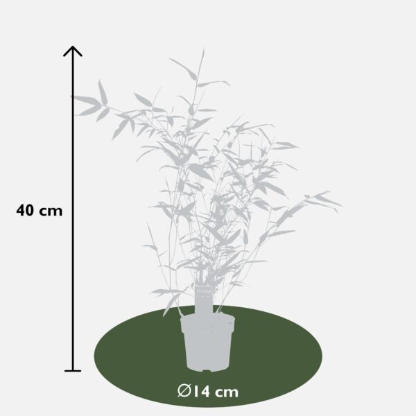 thumbnail_6000-3467.jpg Phyllostachys 'Bissetii'
