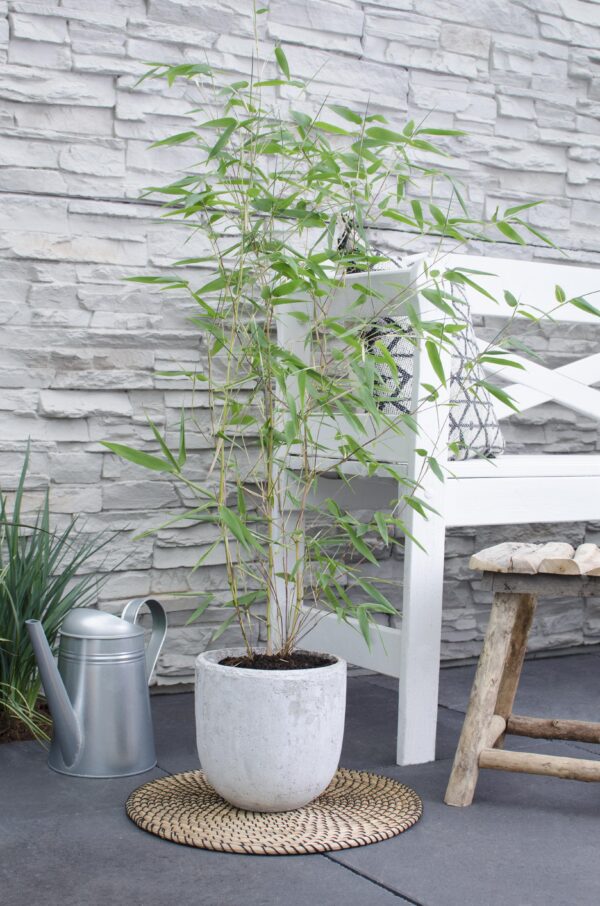 thumbnail_6000-3469.jpg Phyllostachys 'Bissetii'
