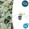 Hedera helix 'Glacier' | 12 stuks