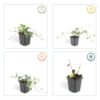 Hedera helix 'Glacier' | 60 stuks