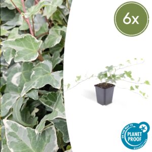 Hedera helix 'Glacier' | 6 stuks