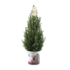 Kleine Kerstboom in Kerstmis sierpot - ca hoogte - Picea glauca Conica
