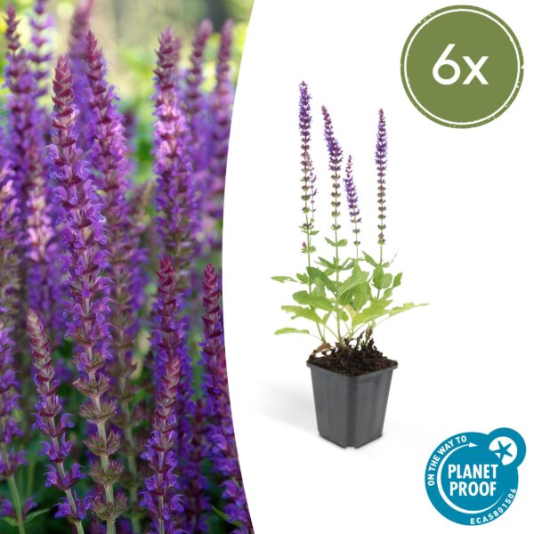 thumbnail_6000-3643.jpg Salvia nemorosa 'Ostfriesland' | 6 stuks