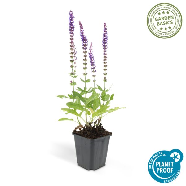 Salvia nem. 'Ostfriesland' | 12 stuks