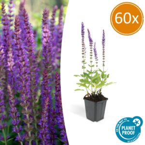 Salvia nem. 'Ostfriesland' | 60 stuks
