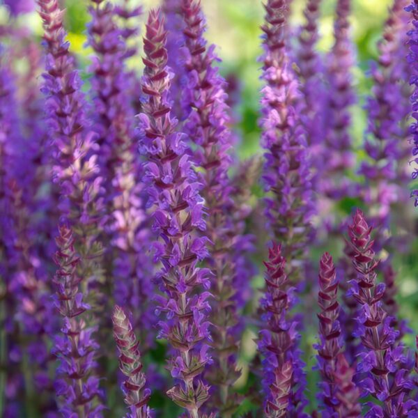 thumbnail_6000-3671.jpg Salvia nemorosa 'Ostfriesland' | 60 stuks