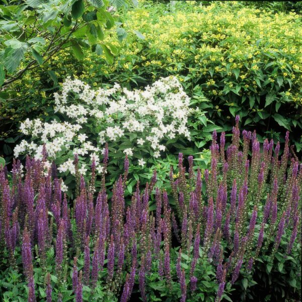 thumbnail_6000-3672.jpg Salvia nemorosa 'Ostfriesland' | 60 stuks