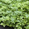 Pachysandra terminalis 'Green Carpet' | 6 stuks