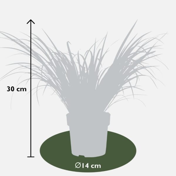thumbnail_6000-3794.jpg Acorus gramineus 'Ogon' - siergras | 3 stuks