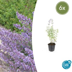 Nepeta 'Walker's Low' | 6 stuks