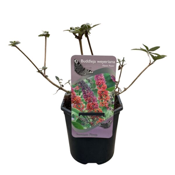 Vlinderstruik - Buddleja davidii Flower Power - Bloem Oranje Paars - 3 Planten - 1m2 - Bladverliezend - Vlinderlokkend -  Pot 17cm Hoogte 30cm