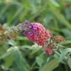 Vlinderstruik - Buddleja davidii Flower Power - Bloem Oranje Paars - 3 Planten - 1m2 - Bladverliezend - Vlinderlokkend -  Pot 17cm Hoogte 30cm