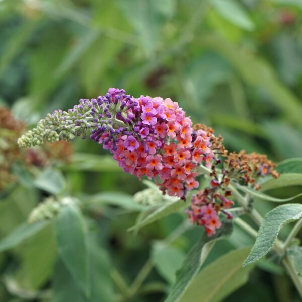 Vlinderstruik - Buddleja davidii Flower Power - Bloem Oranje Paars - 3 Planten - 1m2 - Bladverliezend - Vlinderlokkend -  Pot 17cm Hoogte 30cm