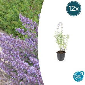 Nepeta 'Walker's Low' | 12 stuks