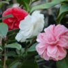 Camelia japonica Tricolour - Bloem Roze, Wit en Rood - 3 Planten - 1 m2 - Groenblijvend