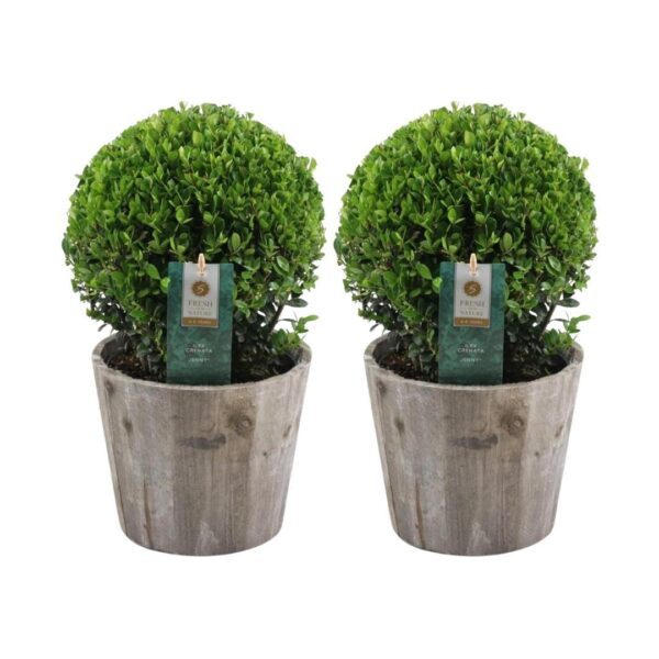 Ilex crenata 'Jenny' bol in houten pot | 2 stuks