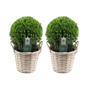Ilex crenata 'Jenny' bol in rietenmand | 2 stuks