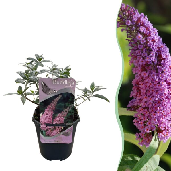Buddleja davidii Pink Delight - Vlinderstruik - Winterhard - Roze