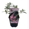 Buddleja davidii Pink Delight - Vlinderstruik - Winterhard - Roze