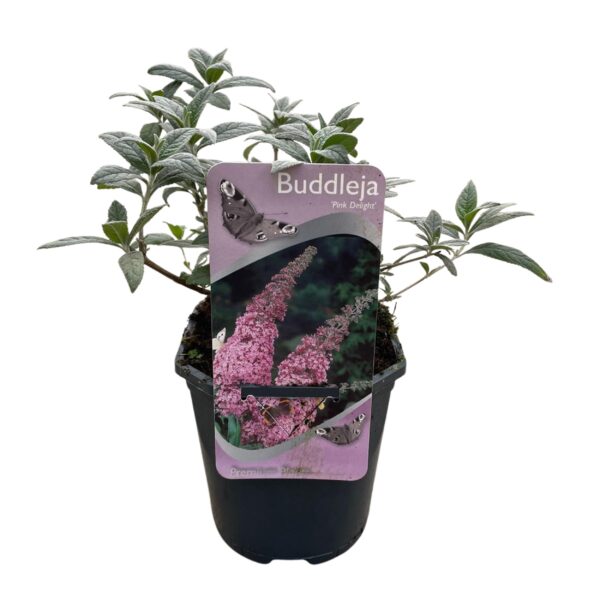 Buddleja davidii Pink Delight - Vlinderstruik - Winterhard - Roze