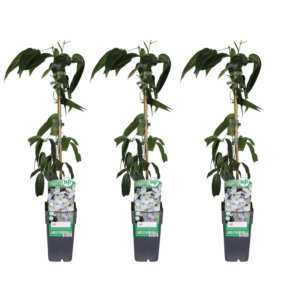 Clematis armandii | 3 stuks