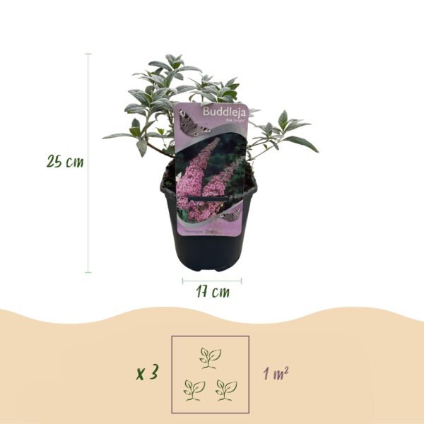 Buddleja davidii Pink Delight - Vlinderstruik - Winterhard - Roze