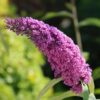 Buddleja davidii Pink Delight - Vlinderstruik - Winterhard - Roze