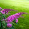 Buddleja davidii Pink Delight - Vlinderstruik - Winterhard - Roze