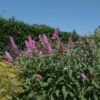 Buddleja davidii Pink Delight - Vlinderstruik - Winterhard - Roze
