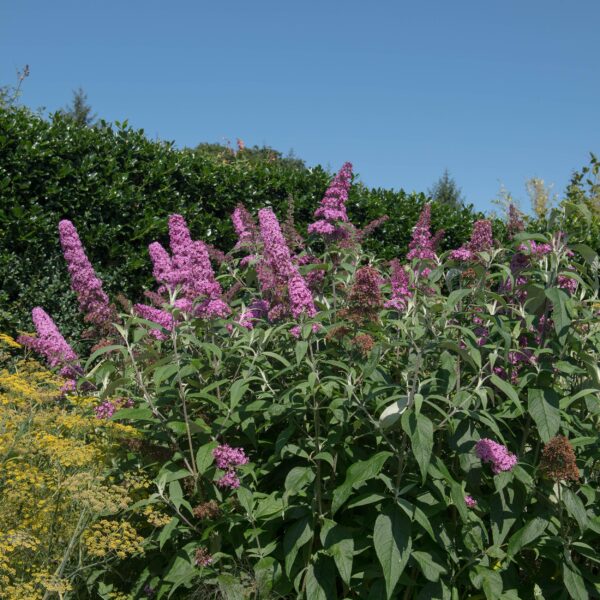 Buddleja davidii Pink Delight - Vlinderstruik - Winterhard - Roze