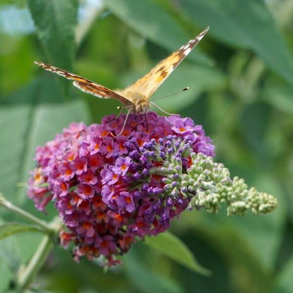 Vlinderstruik - Buddleja davidii Flower Power - Bloem Oranje Paars - 1 Plant - Bladverliezend - Vlinderlokkend