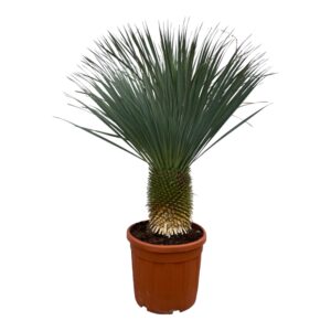 Yucca Rostrata
