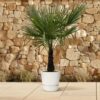 Trachycarpus Fortuneii