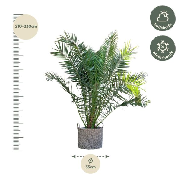 thumbnail_6000-4291.jpg Phoenix Canariensis