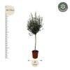 Olea Europaea op stam