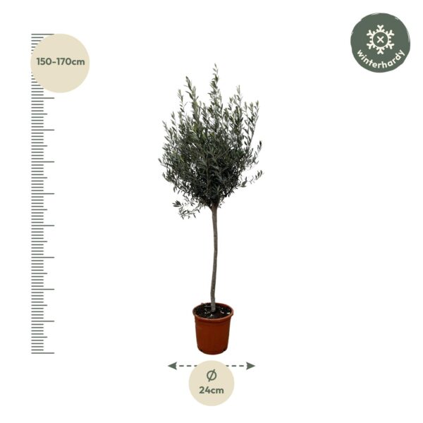 thumbnail_6000-4295.jpg Olea Europaea op stam