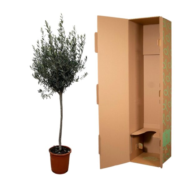 thumbnail_6000-4296.jpg Olea Europaea op stam