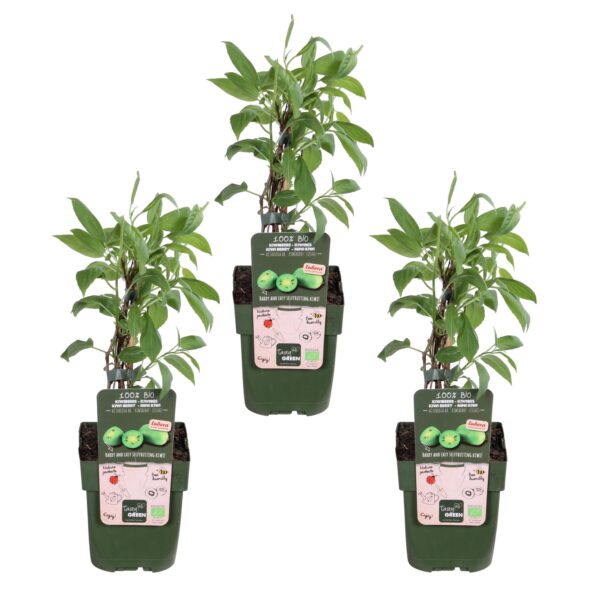 thumbnail_6000-4299.jpg Actinidia arguta 'Issai' | 3 stuks