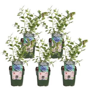 Vaccinium corymbosum 'Reka' | 5 stuks