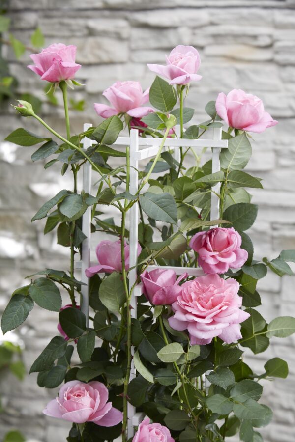 thumbnail_6000-4345.jpg Rosa Crazy in love 'Pink'