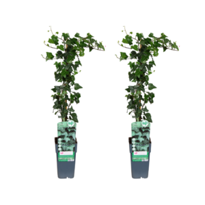 Hedera helix | 2 stuks