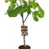Ficus Carica