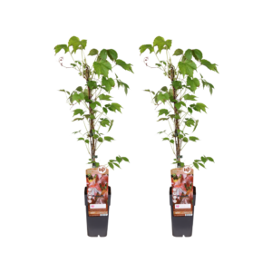Parthenocissus Tricuspidata veitch boskoop | 2 stuks