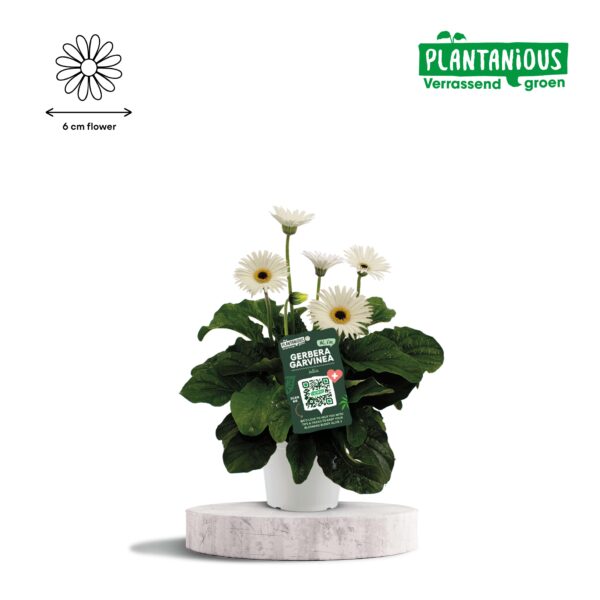 thumbnail_6000-4483.jpg Garvinea Gerbera Wit