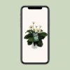 Garvinea Gerbera Wit